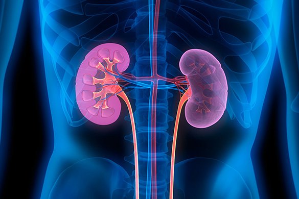 kidney medical illustration