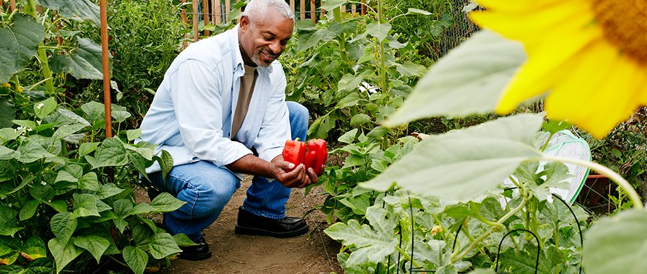 man kneeling while picking vegetables in garden